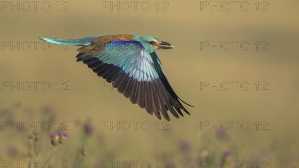Blue racke (Coracias garrulus), flying in a meadow landscape with an insect in its beak, Kiskunság National Park, Hungary