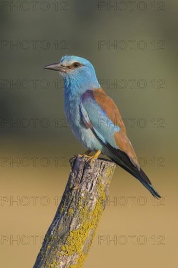 Blue racke (Coracias garrulus), on a post covered with yellow lichens, Kiskunság National Park, Hungary