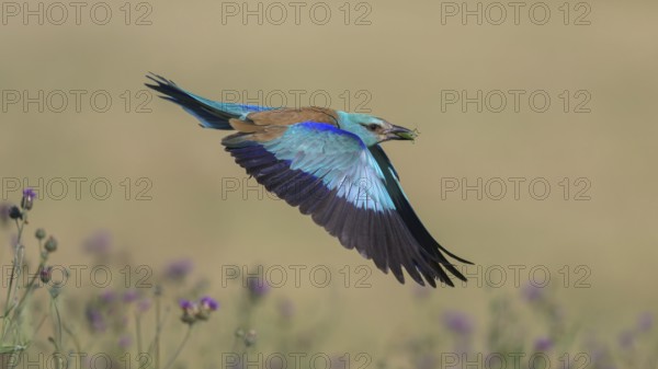 Blue racke (Coracias garrulus) flying in a flower meadow with an insect in its beak, Kiskunság National Park, Hungary