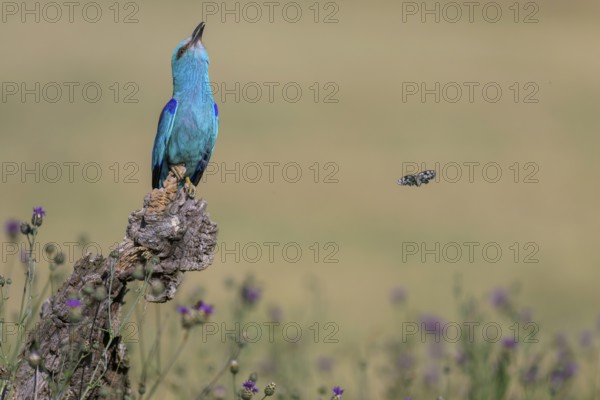Blue racke (Coracias garrulus) calling to a sitting area in a flower meadow with butterfly, Kiskunság National Park, Hungary