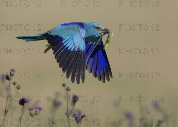 Blue racquet (Coracias garrulus), flying in a flower meadow with captured sand lizard (Lacerta agilis), in its beak, Kiskunság National Park, Hungary