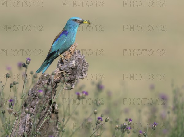 Blue racke (Coracias garrulus) sitting in a flower meadow with an insect in its beak, Kiskunság National Park, Hungary