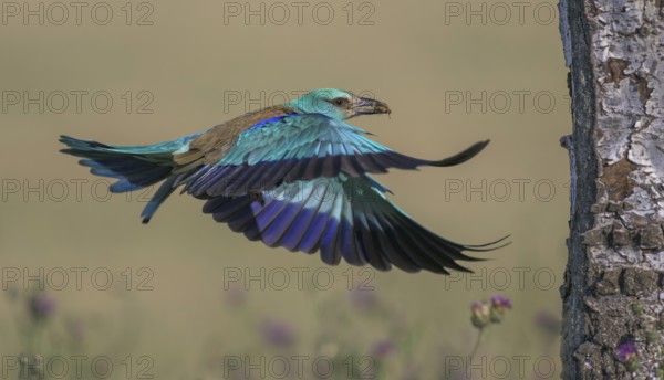 Blue racke (Coracias garrulus), flying in a flower meadow with an insect in its beak to its nesting cave in a silver papel, Kiskunság National Park, Hungary