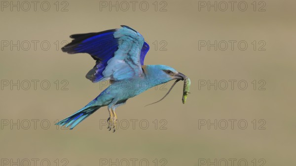 Blue racke (Coracias garrulus), flying with captured sand lizard (Lacerta agilis), in its beak, Kiskunság National Park, Hungary