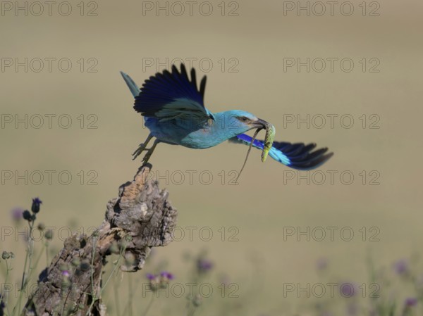 Blue racquet (Coracias garrulus), starting from sitting room in a flower meadow with captured sand lizard (Lacerta agilis), in its beak, Kiskunság National Park, Hungary