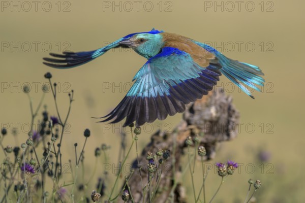 Blue racke (Coracias garrulus), starting from sitting room in a flower meadow, Kiskunság National Park, Hungary