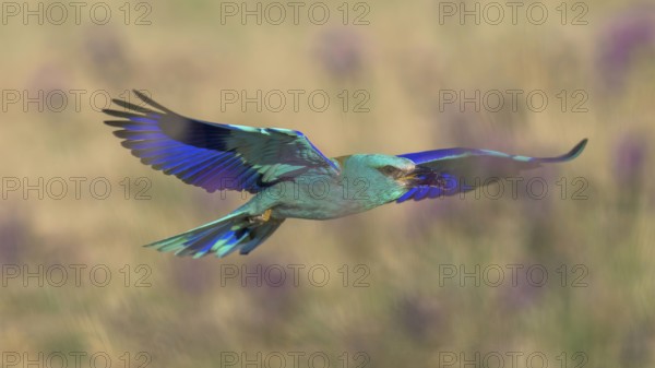 Blue racquet (Coracias garrulus), with beetle in its beak flying through a flower meadow, Kiskunság National Park, Hungary