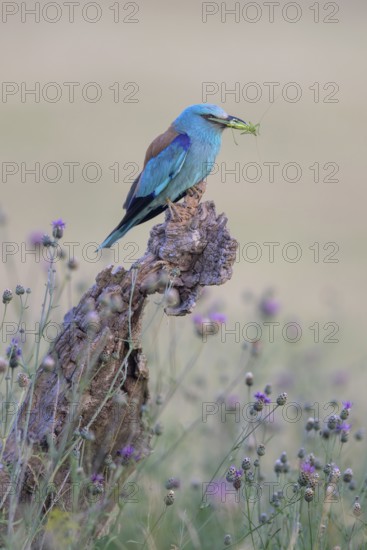 Blue racke (Coracias garrulus) sitting in a flower meadow with an insect in its beak, Kiskunság National Park, Hungary
