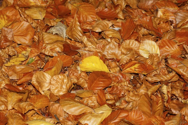 Beech (Fagus) leaves, in autumn, North Rhine-Westphalia, Germany