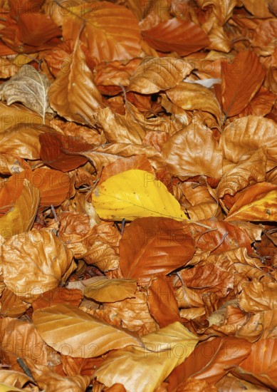 Beech (Fagus) leaves, in autumn, North Rhine-Westphalia, Germany
