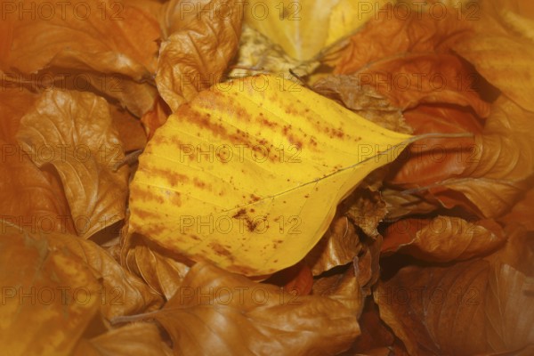 Beech (Fagus) leaves, close-up, alienation, in autumn, North Rhine-Westphalia, Germany