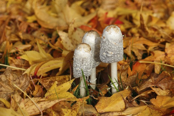 Schopftintling (Coprinus comatus), group in autumn leaves, North Rhine-Westphalia, Germany