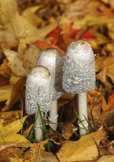 Schopftintling (Coprinus comatus), group in autumn leaves, North Rhine-Westphalia, Germany