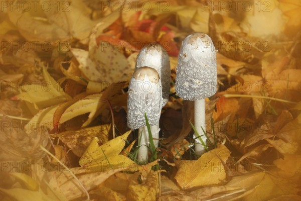 Schopftintling (Coprinus comatus), group in autumn leaves, alienation, North Rhine-Westphalia, Germany