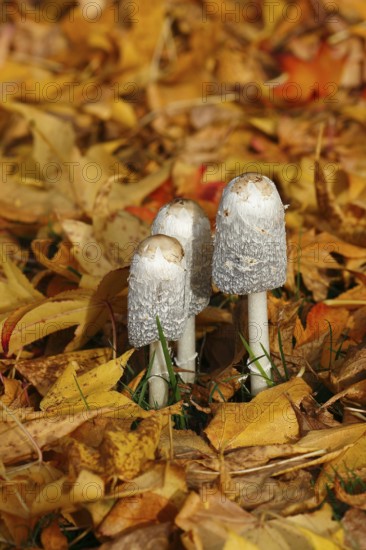 Schopftintling (Coprinus comatus), group in autumn leaves, North Rhine-Westphalia, Germany