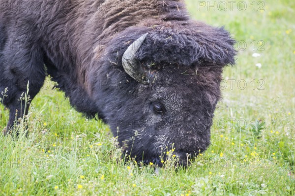 Large wild american bison grazing in a field in yellowstone national park