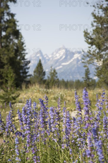 Majestic grand tetons range behind feild flowers landscape