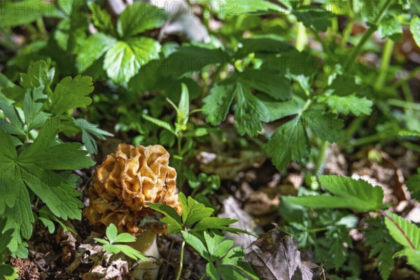 Beautiful Morel fungi (Morchella conica) growing on the ground in a deciduous forest in early summer