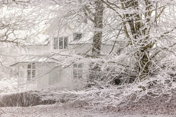 Frosty tree branches by a white old wooden house a cold misty winter day, Sweden