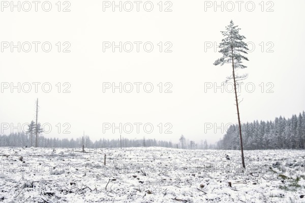 Clearcutting area a cold gray misty winter day with frost and snow