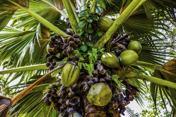 Female coco de mer, Seychelles palm, Lodoicea maldivica, most famous endemic palm species with the largest seed in the entire plant kingdom, Praslin, Seychelles