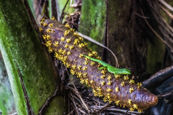 Male inflorescence with large Seychelles day gecko, coco de mer, Seychelles palm, Lodoicea maldivica, most famous endemic palm species with the largest seed in the entire plant kingdom, Praslin, Seychelles