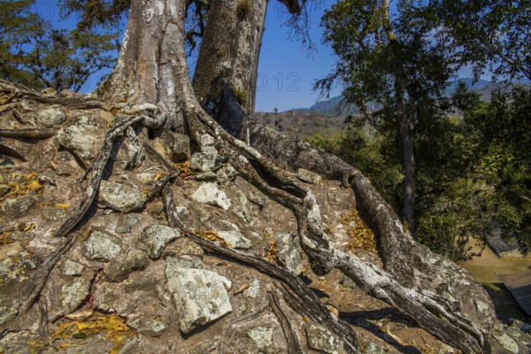 Tree overgrowth, Temple 11, Copan, Honduras, Honduras