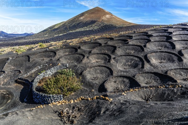 La Geria wine-growing region and work of art, UNESCO World Heritage, Lanzarote, Canary Islands, Spain, La Geria, Lanzarote, Spain