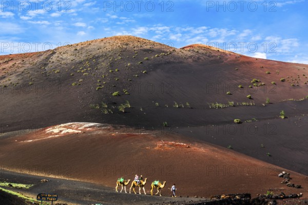 Ride on the Camellos, Timanfaya National Park Fire Mountains, Montanas del Fuego, Lanzarote, Canary Islands, Spain, Timanfaya National Park, Lanzarote, Spain