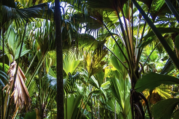 Vallée de Mai, Praslin, Seychelles, Praslin, Seychelles