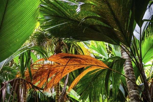 Palmenbäatter, Vallée de Mai, Praslin, Seychelles, Praslin, Seychelles