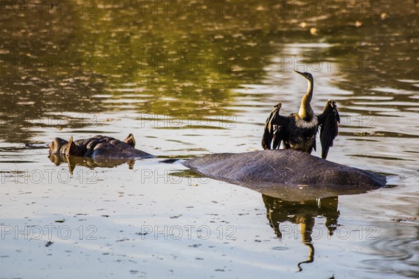 Hippo with cormorant, Hippo lodge in Mlilwane Wildlife Sanctuary, Swaziland - eSwatini, South Africa, Milwane, Swaziland