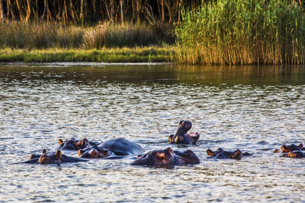 Hippos in the evening light, Lake St Lucia, iSimangaliso Wetland Park, South Africa