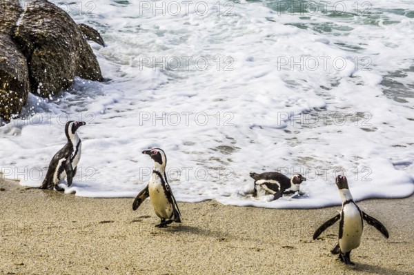 Jackass penguins (Spheniscus demersus) on Boulders Beach with over 2000 animals, Cape Peninsula, South Africa, Simon's Town, Western Cape
