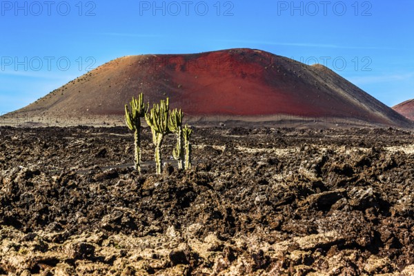 Montana Colorada volcano with cacti, volcanic environment of the Timanfaya Fire Mountains, Lanzarote, Canary Islands, Spain, Timanfaya, Lanzarote, Spain