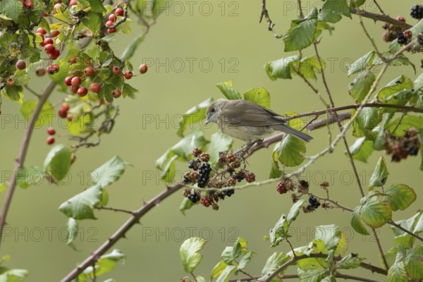 Eurasian blackcap (Sylvia atricapilla) adult bird in a hedgerow with blackberries in summer, England, United Kingdom