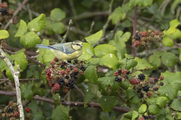 Blue tit (Cyanistes caeruleus) adult bird in a hedgerow on blackberries in summer, England, United Kingdom