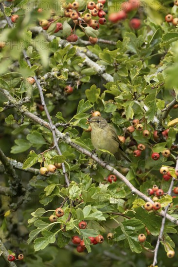 Common chiffchaff (Phylloscopus collybita) adult bird in a Hawthorn hedgerow with red berries in summer, England, United Kingdom
