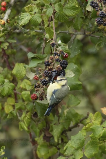 Blue tit (Cyanistes caeruleus) adult bird in a hedgerow on blackberries in summer, England, United Kingdom