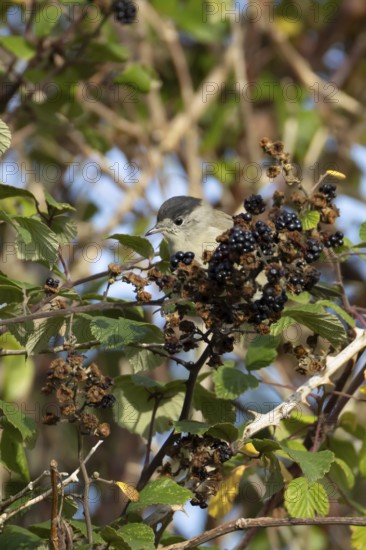 Eurasian blackcap (Sylvia atricapilla) adult male bird on blackberries in a hedgerow in summer, England, United Kingdom