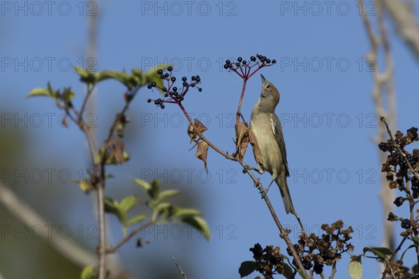 Eurasian blackcap (Sylvia atricapilla) adult female bird in a hedgerow with Elder tree berries in summer, England, United Kingdom
