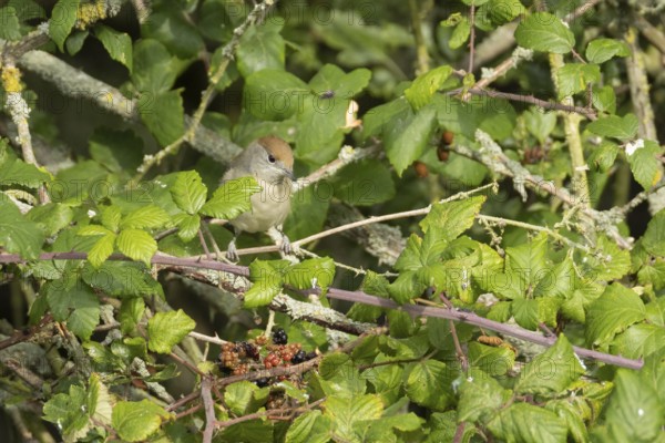Eurasian blackcap (Sylvia atricapilla) adult female bird in a hedgerow in summer, England, United Kingdom