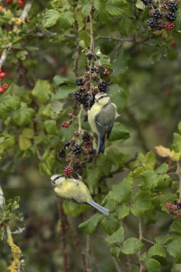 Blue tit (Cyanistes caeruleus) two adult birds in a hedgerow on blackberries in summer, England, United Kingdom