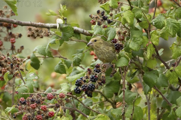 European greenfinch (Chloris chloris) adult bird in a hedgerow feeding on blackberries in summer, England, United Kingdom