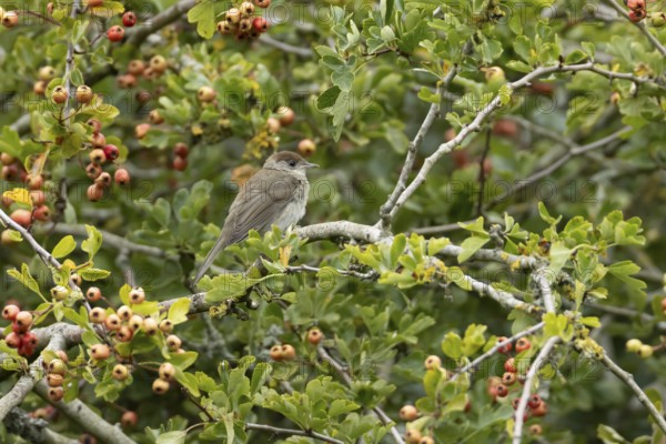Eurasian blackcap (Sylvia atricapilla) adult female bird in a Hawthorn hedgerow with red berries in summer, England, United Kingdom