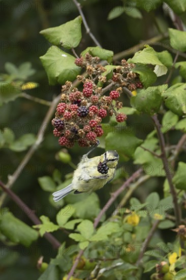 Blue tit (Cyanistes caeruleus) adult bird in a hedgerow feeding on blackberries in summer, England, United Kingdom