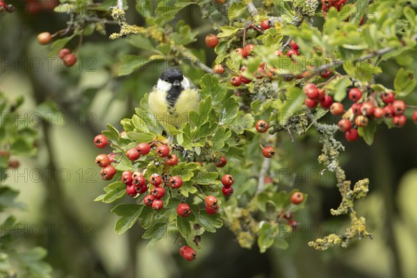 Great tit (Parus major) adult bird in a Hawthorn hedgerow with red berries in summer, England, United Kingdom