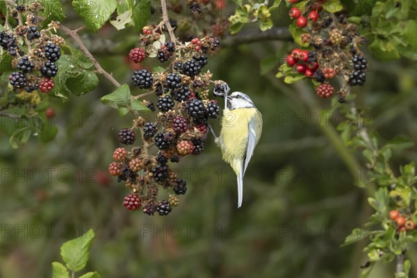 Blue tit (Cyanistes caeruleus) adult bird in a hedgerow feeding on blackberries in summer, England, United Kingdom