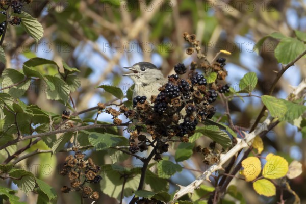 Eurasian blackcap (Sylvia atricapilla) adult male bird on blackberries in a hedgerow in summer, England, United Kingdom