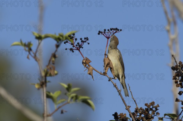 Eurasian blackcap (Sylvia atricapilla) adult female bird in a hedgerow feeding on Elder tree berries in summer, England, United Kingdom